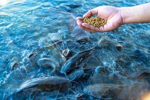 Fish Feed