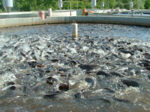 Aquaculture