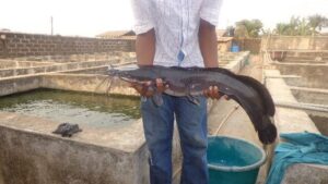 Fish Farming