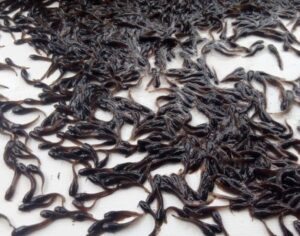Catfish seeds