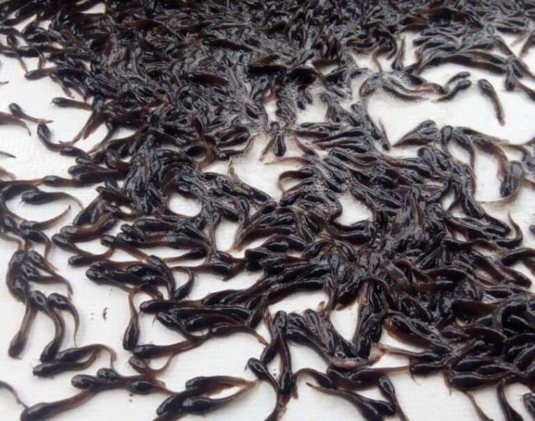 Catfish seeds