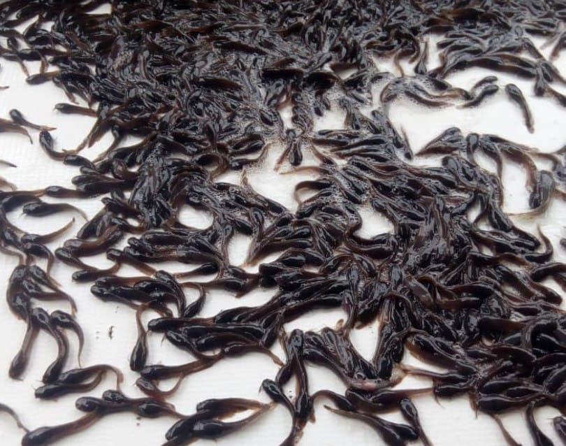 Catfish seeds
