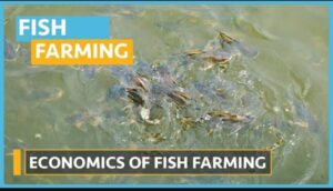 Fish Farming Economics