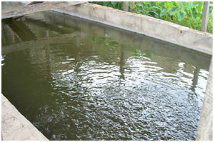 Water management in catfish farming